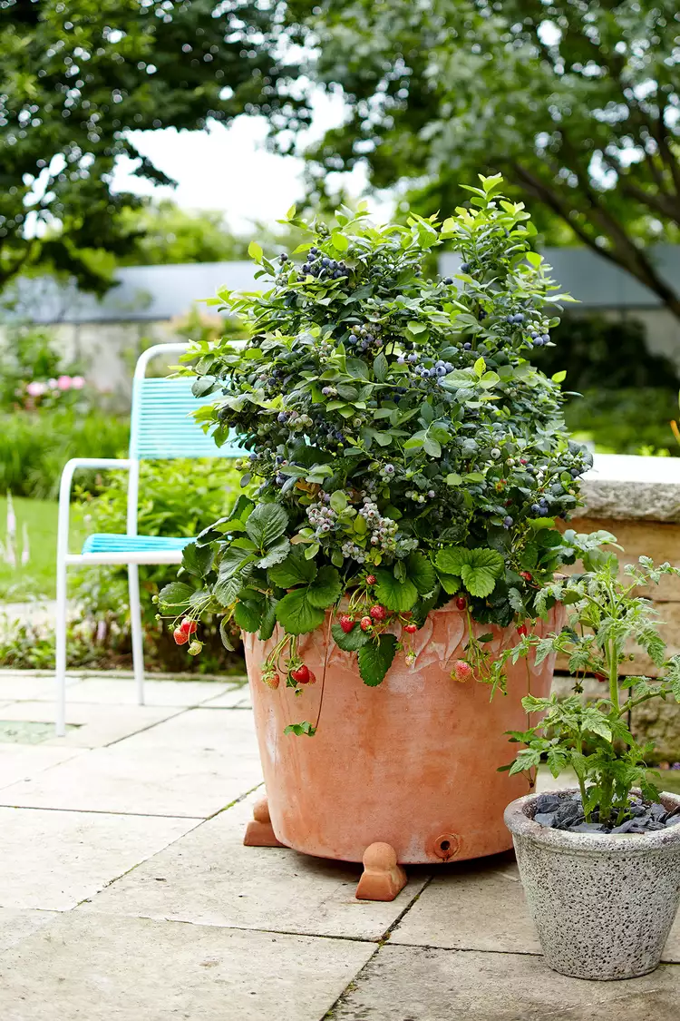 The 3 Best Types of Berries to Grow in Containers, and How to Grow Them