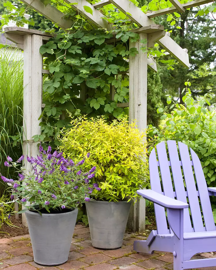 7 Best Types of Shrubs For Planting in Containers