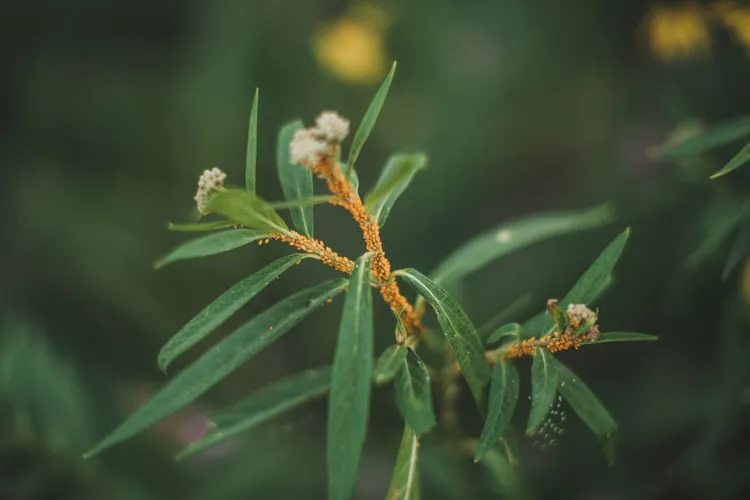 6 Ways to Get Rid of Aphids on Milkweed Without Harming Monarchs