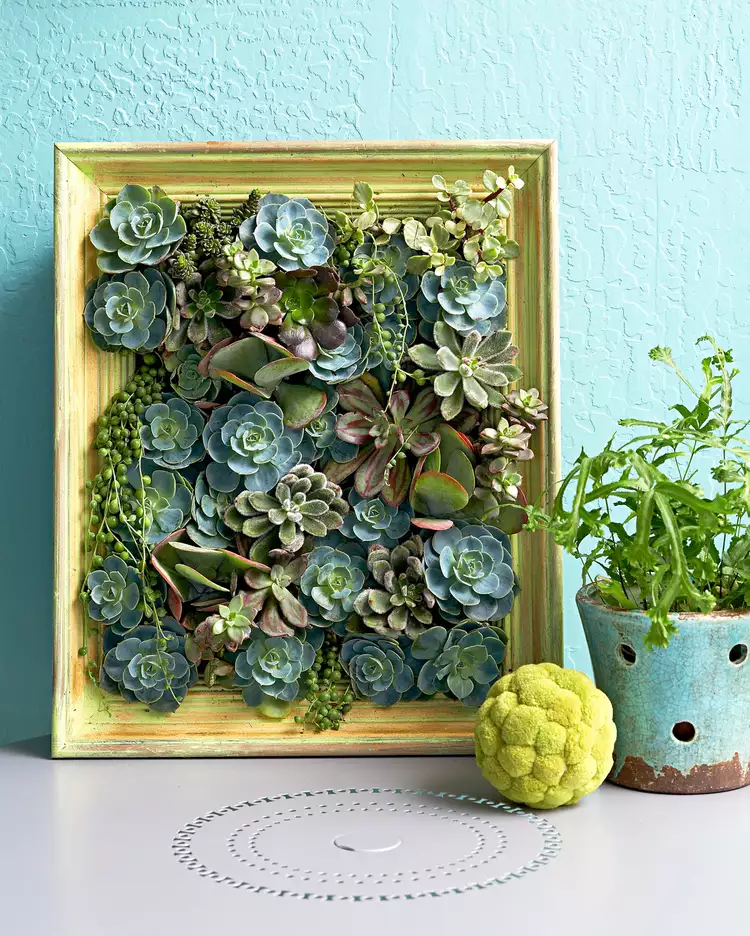 How to Create Succulent Wall Art with an Old Picture Frame