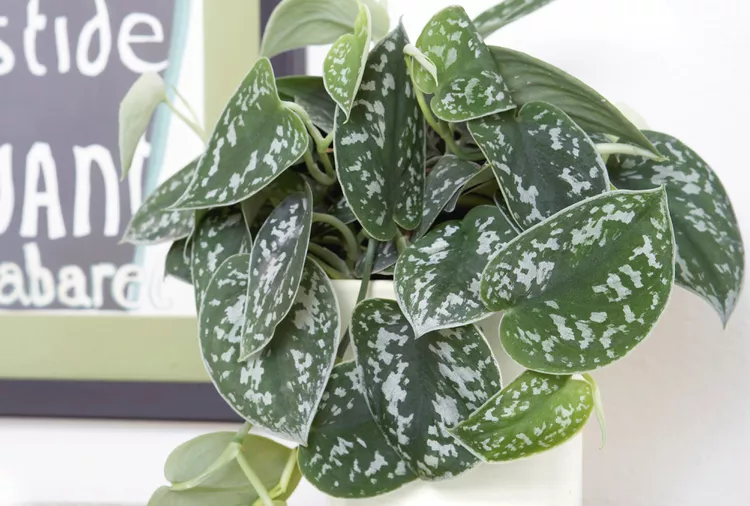 How to Grow and Care for Satin Pothos